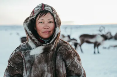 Illustration samoyed