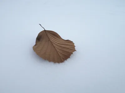 Illustration uncollected