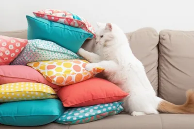 Illustration ruffing - Image 1