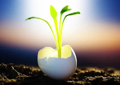 Illustration regenerate - Image 1