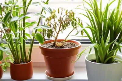 Illustration neglect - Image 1