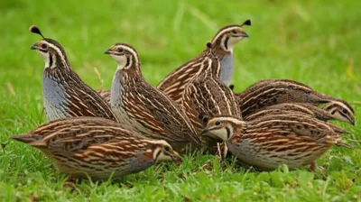 Illustration covey - Image 1