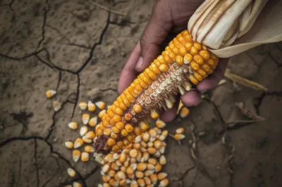 Illustration rasher - Image 1