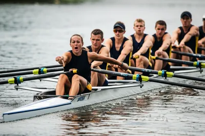 Illustration cox - Image 1