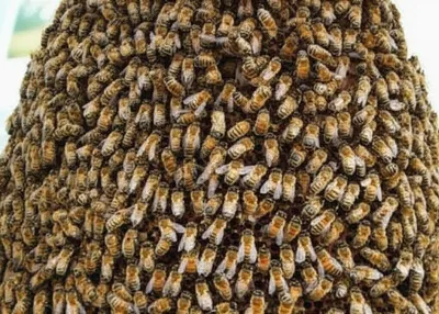 Illustration thickest - Image 1