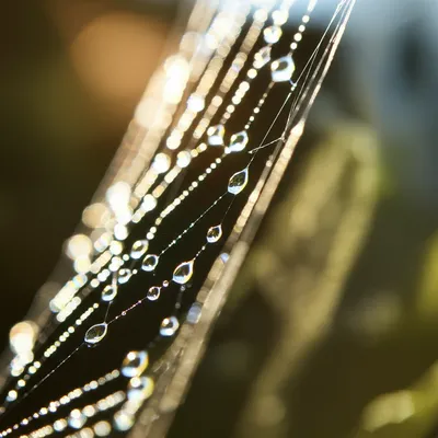 Illustration twinkled