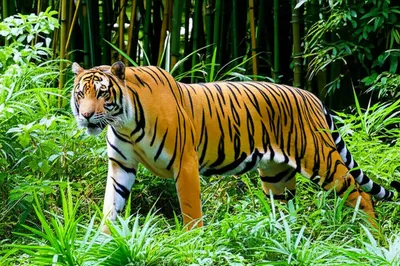 Illustration tigers - Image 1