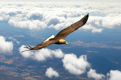 Illustration unrivalled