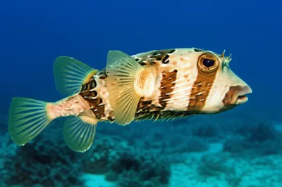 Illustration pineapple - Image 1