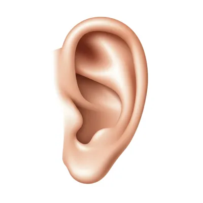 Illustration earholes - Image 2