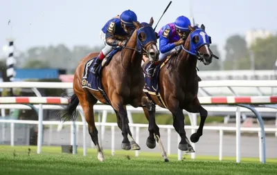 Illustration quinella - Image 1