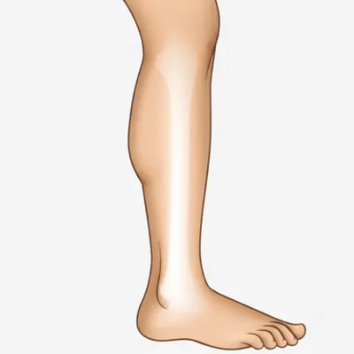 Illustration shin - Image 1