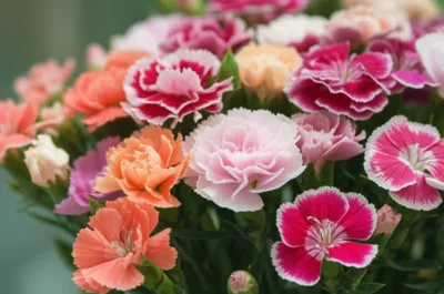 Illustration pink - Image 1