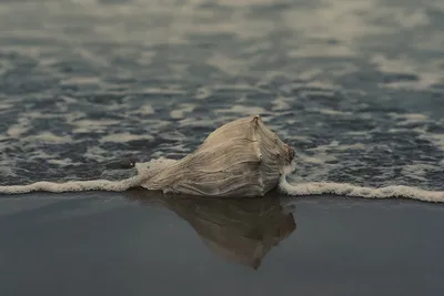 Illustration conch - Image 2