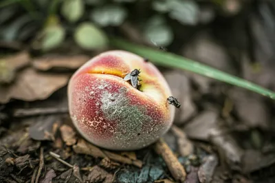 Illustration putrefied - Image 1