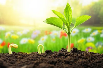 Illustration waxes - Image 1