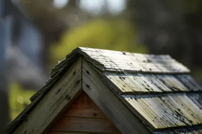 Illustration shed - Image 1