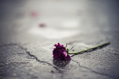 Illustration fatalities - Image 1