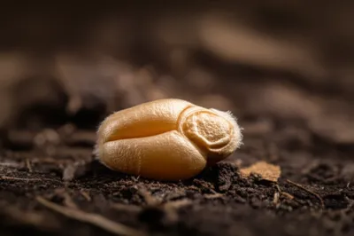 Illustration gr - Image 1