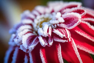 Illustration seared - Image 1