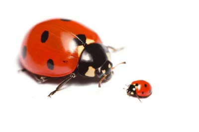 Illustration magnification - Image 1