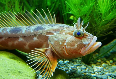 Illustration bullhead - Image 1