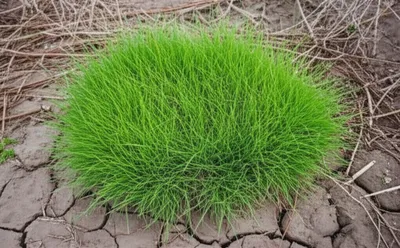 Illustration scutch - Image 1