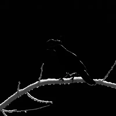 Illustration ravens - Image 1