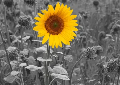 Illustration apart - Image 1