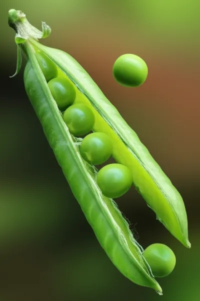 Illustration shelled - Image 1