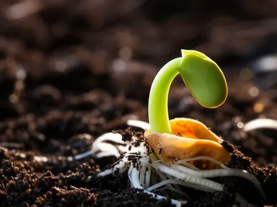 Illustration sprout - Image 1