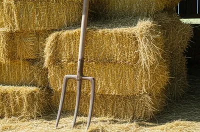 Illustration pikes - Image 1