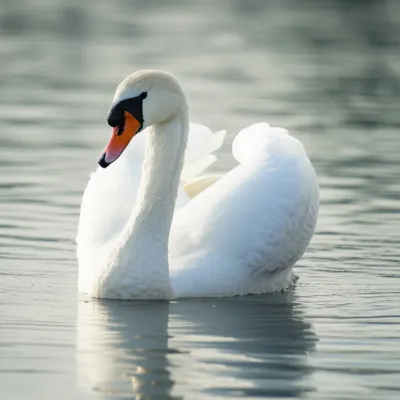 Illustration cobs - Image 1