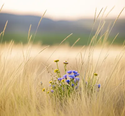 Illustration unassuming