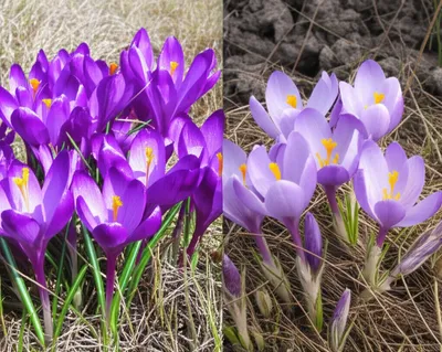 Illustration crocus - Image 1