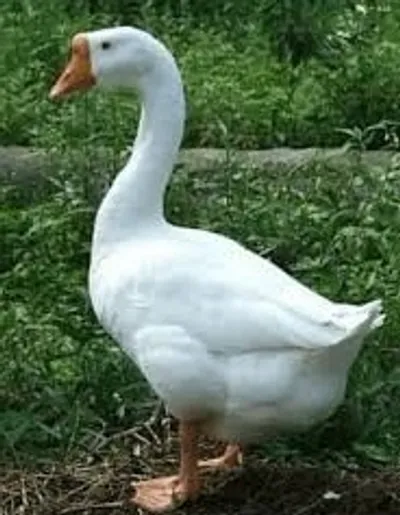 Illustration gander - Image 2