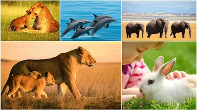 Illustration mammals - Image 1