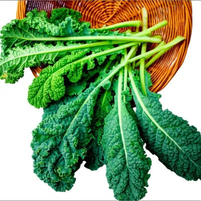 Illustration kale - Image 1