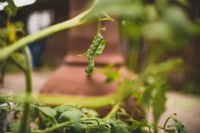 Illustration hornworms - Image 2