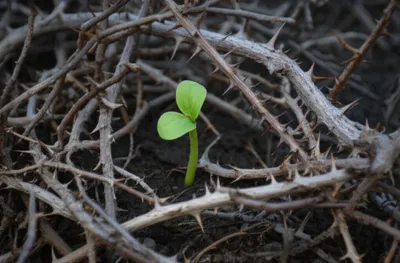 Illustration tine - Image 1