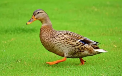 Illustration waddled - Image 1