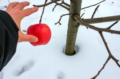 Illustration slipped - Image 1