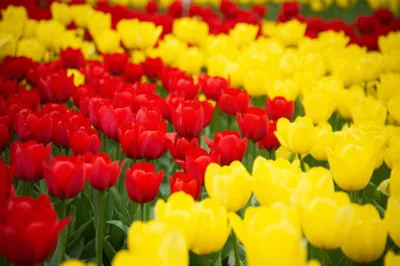 Illustration het - Image 1