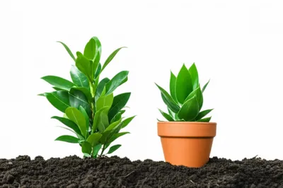 Illustration backups