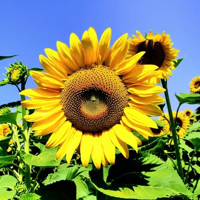 Illustration maturities - Image 1