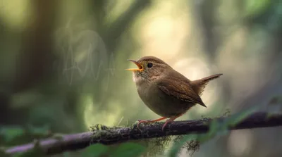 Hình ảnh minh họa churr - Ảnh 1