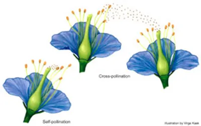 Illustration self - Image 2