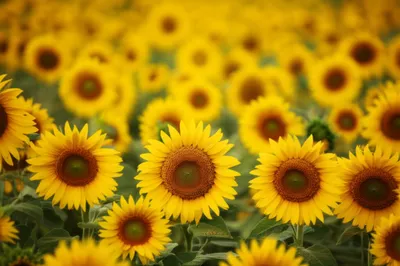 Illustration blurred - Image 1