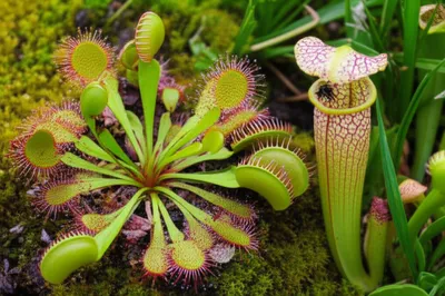 Illustration insectivorous - Image 1