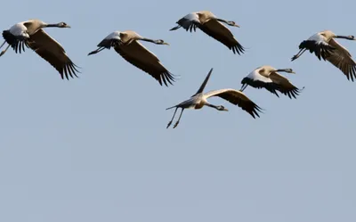 Illustration cranes - Image 1